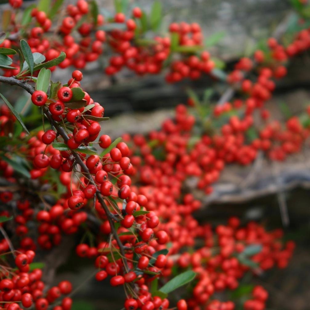 Cabanas Pyracantha Esquel Exterior photo